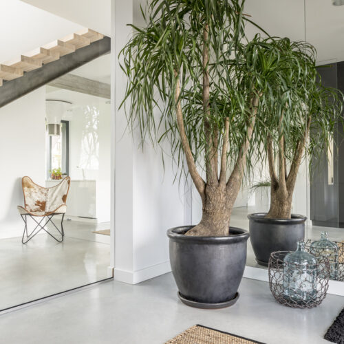 House with rank plants