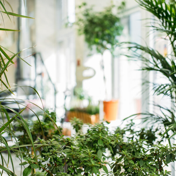Garden room, Biophilia trend, Living with Nature, biophilic interior design. Many different indoor plants and mirror in light design
